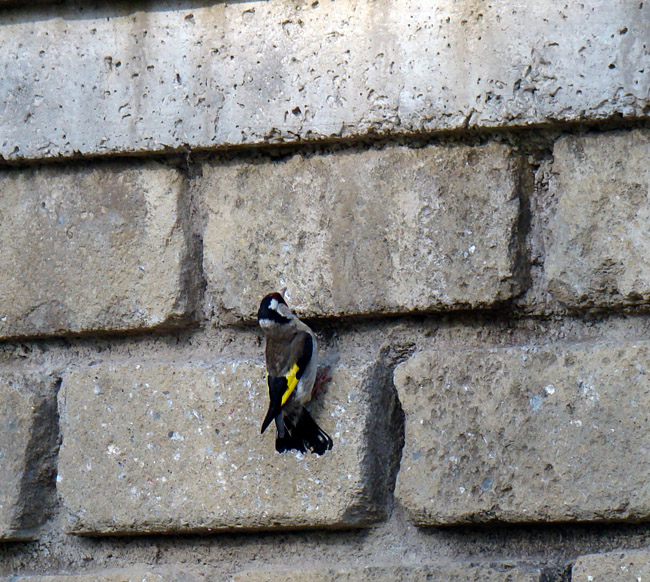 Avifauna humor